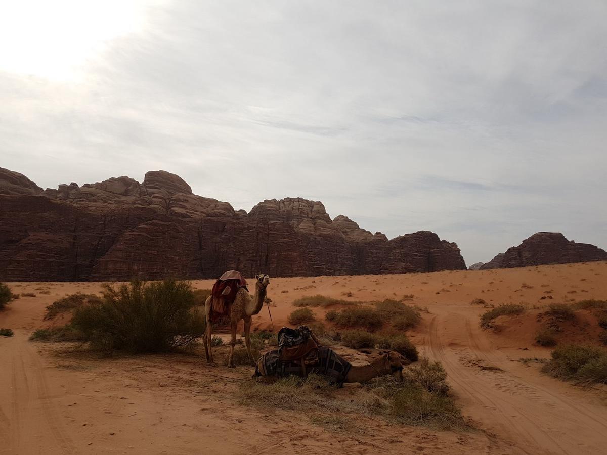 Wadi Rum Nature Tours And Camp Ngoại thất bức ảnh